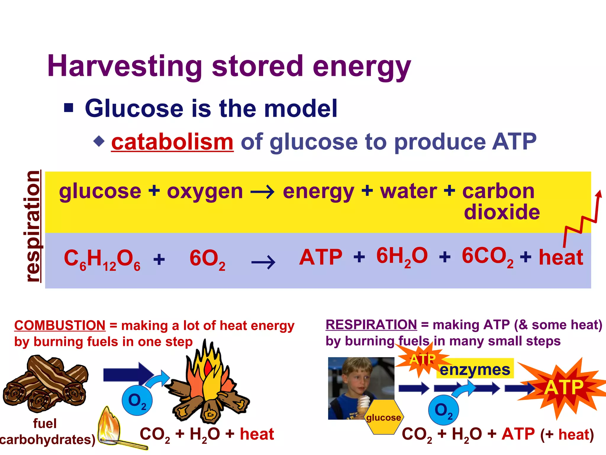 Harvesting stored energy Glucose is the model catabolism  of glucose to produce ATP CO 2  + H 2 O +  heat RESPIRATION  = making ATP (& some heat) by burning fuels in many small steps CO 2  + H 2 O +  ATP  (+  heat ) enzymes ATP C 6 H 12 O 6 6O 2 ATP 6H 2 O 6CO 2  + + + fuel (carbohydrates) COMBUSTION  = making a lot of heat energy  by burning fuels in one step ATP glucose glucose  +  oxygen    energy  +  water  +  carbon dioxide respiration O 2 O 2 +  heat 