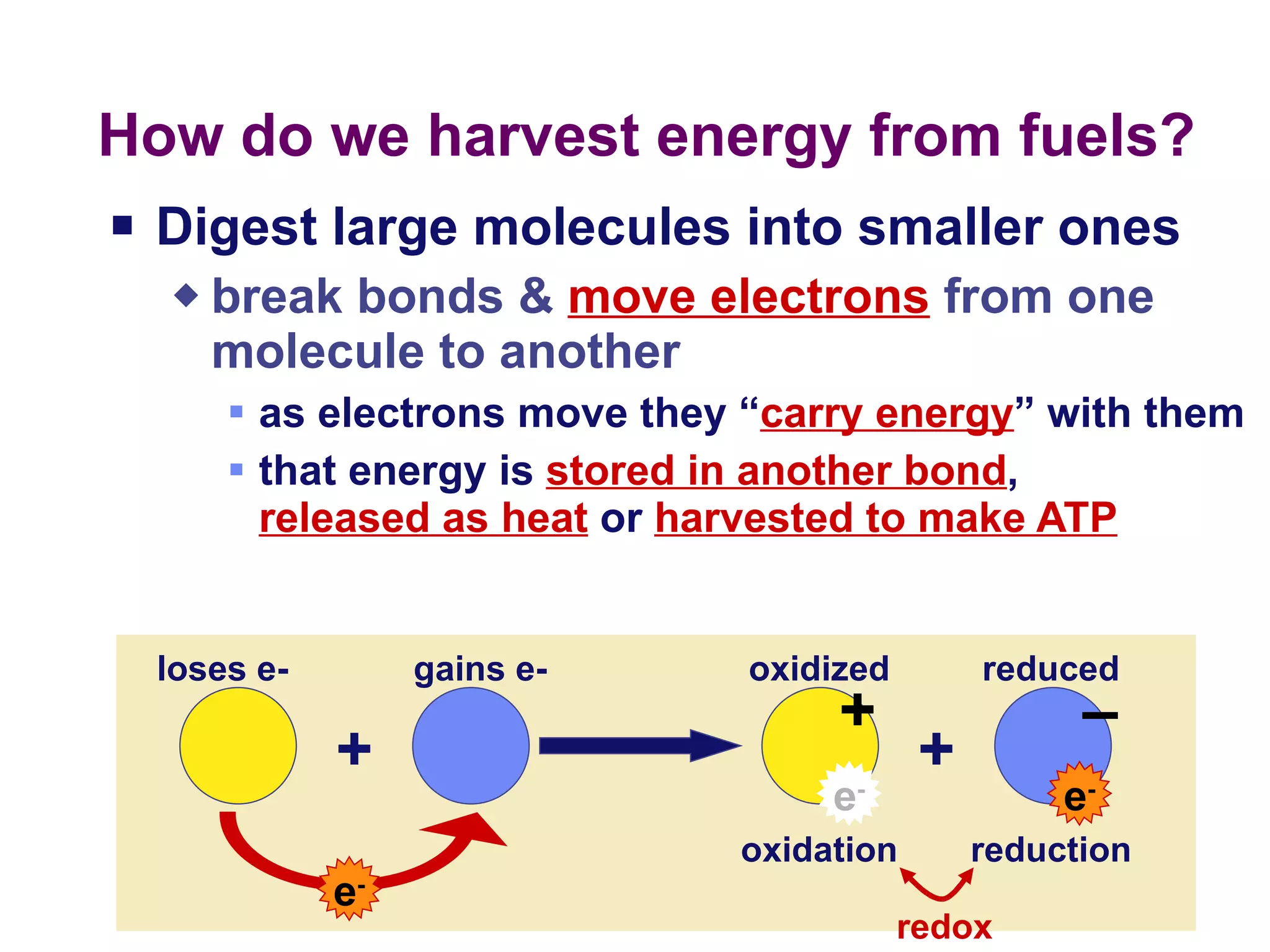 How do we harvest energy from fuels? Digest large molecules into smaller ones break bonds &  move electrons  from one molecule to another as electrons move they “ carry energy ” with them that energy is  stored in another bond ,  released as heat  or  harvested to make ATP e - + – loses e- gains e- oxidized reduced redox e - e - + + oxidation reduction 