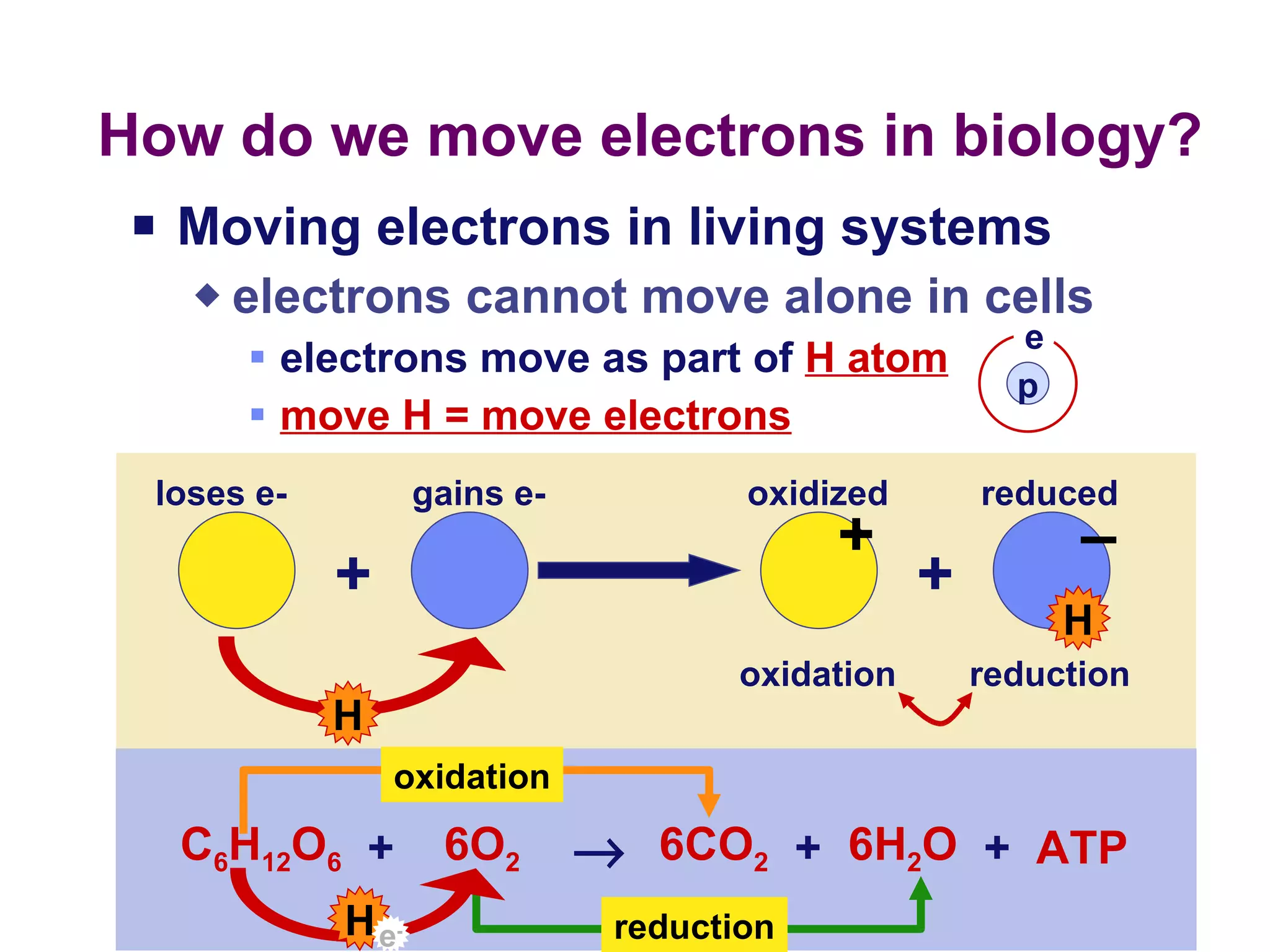 How do we move electrons in biology? Moving electrons in living systems electrons cannot move alone in cells electrons move as part of  H atom move H = move electrons oxidation reduction e - p e + H + H + – loses e- gains e- oxidized reduced oxidation reduction C 6 H 12 O 6 6O 2 6CO 2 6H 2 O ATP  + + + H 