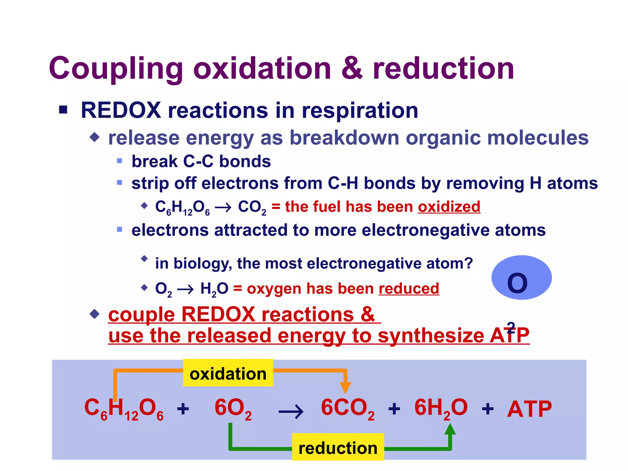 Coupling oxidation & reduction REDOX reactions in respiration  release energy as breakdown organic molecules break C-C bonds strip off electrons from C-H bonds by removing H atoms C 6 H 12 O 6      CO 2  =   the   fuel has been  oxidized electrons attracted to more electronegative atoms in biology, the most electronegative atom?  O 2      H 2 O  =   oxygen has been  reduced couple REDOX reactions &  use the released energy to synthesize ATP O 2   C 6 H 12 O 6 6O 2 6CO 2 6H 2 O ATP  + + + oxidation reduction 