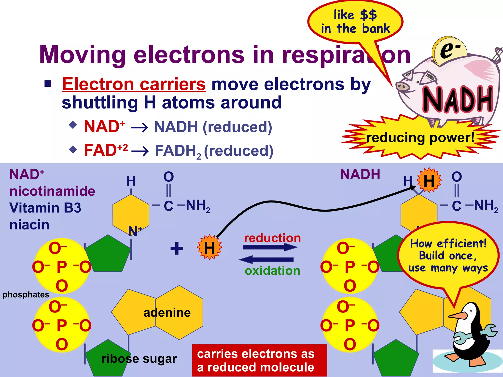 Moving electrons in respiration Electron carriers  move electrons by  shuttling H atoms around NAD +      NADH (reduced) FAD +2      FADH 2  (reduced) NADH carries electrons as a reduced molecule reducing power! H like $$ in the bank + H reduction oxidation P O – O – O – O P O – O – O – O C C O NH 2 N + H adenine ribose sugar phosphates NAD + nicotinamide Vitamin B3 niacin P O – O – O – O P O – O – O – O C C O NH 2 N + H How efficient! Build once, use many ways 