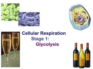 2007-2008 Cellular Respiration Stage 1: Glycolysis 
