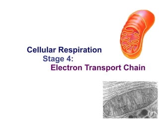Cellular Respiration Stage 4:   Electron Transport Chain 2006-2007 