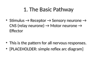 Basic Cns Pattern Chapter_15_Nervous_Communication_9700_Teaching_v3_detailed.pptx