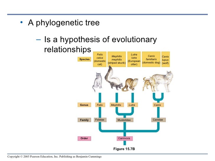 Chapter 15 Tracing Evolutionary History
