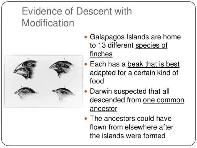 Explain Descent With Modification And Natural Selection Explain Descent With Modification And Natural Selection