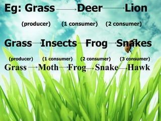 Eg: Grass Deer Lion
(producer) (1 consumer) (2 consumer)
Grass Insects Frog Snakes
(producer) (1 consumer) (2 consumer) (3 consumer)
Grass Moth Frog Snake Hawk
 