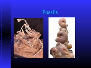 Fossils
 
