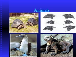 Animals
 