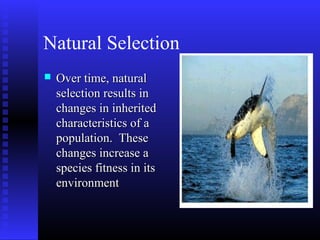 Natural Selection
 Over time, naturalOver time, natural
selection results inselection results in
changes in inheritedchanges in inherited
characteristics of acharacteristics of a
population. Thesepopulation. These
changes increase achanges increase a
species fitness in itsspecies fitness in its
environmentenvironment
 