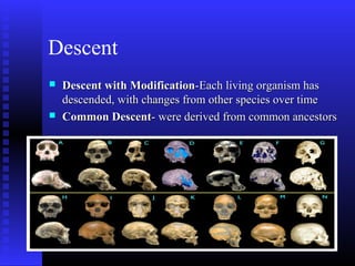 Descent
 Descent with ModificationDescent with Modification-Each living organism has-Each living organism has
descended, with changes from other species over timedescended, with changes from other species over time
 Common DescentCommon Descent- were derived from common ancestors- were derived from common ancestors
 