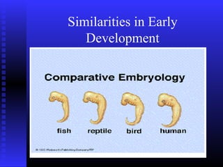 Similarities in Early
Development
 