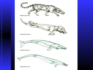Biology- Chapter 15 PowerPoint
