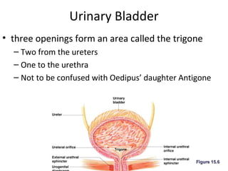Chapter 15 the uirnary system | PPT