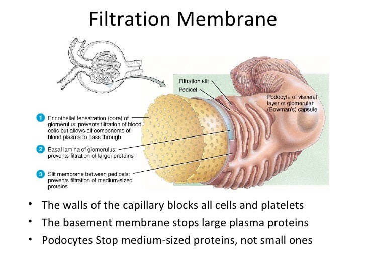 filtrate glomerular composition of Chapter uirnary system the 15 filtrate glomerular composition of Chapter uirnary system the 15