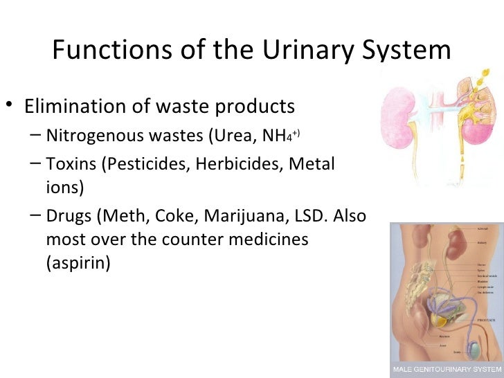 Chapter 15 the uirnary system