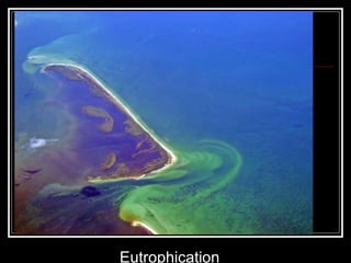Eutrophication 