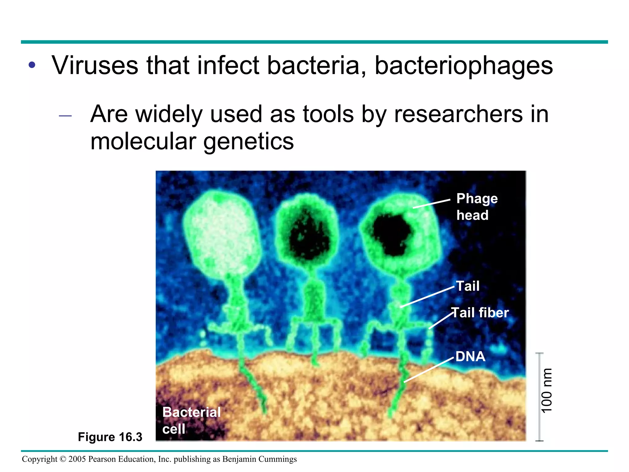 Viruses that infect bacteria, bacteriophages Are widely used as tools by researchers in molecular genetics Figure 16.3 Phage head Tail Tail fiber DNA Bacterial cell 100 nm 