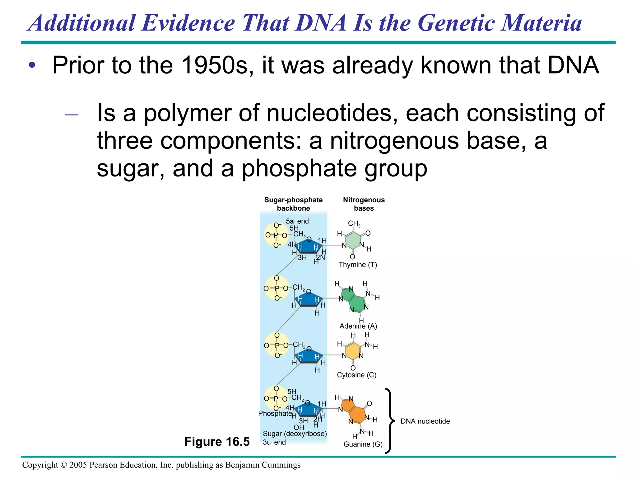 Additional Evidence That DNA Is the Genetic Materia Prior to the 1950s, it was already known that DNA Is a polymer of nucleotides, each consisting of three components: a nitrogenous base, a sugar, and a phosphate group Sugar-phosphate backbone Nitrogenous bases 5 end O – O P O CH 2 5 4 O – H H O H H H 3 1 H O CH 3 N O N H Thymine (T) O O P O O – CH 2 H H O H H H H N N N H N H H Adenine (A) O O P O O – CH 2 H H O H H H H H H H N N N O Cytosine (C) O O P O CH 2 5 4 O – H O H H 3 1 OH 2 H N N N H O N N H H H H Sugar (deoxyribose) 3 end Phosphate Guanine (G) DNA nucleotide 2 N Figure 16.5 