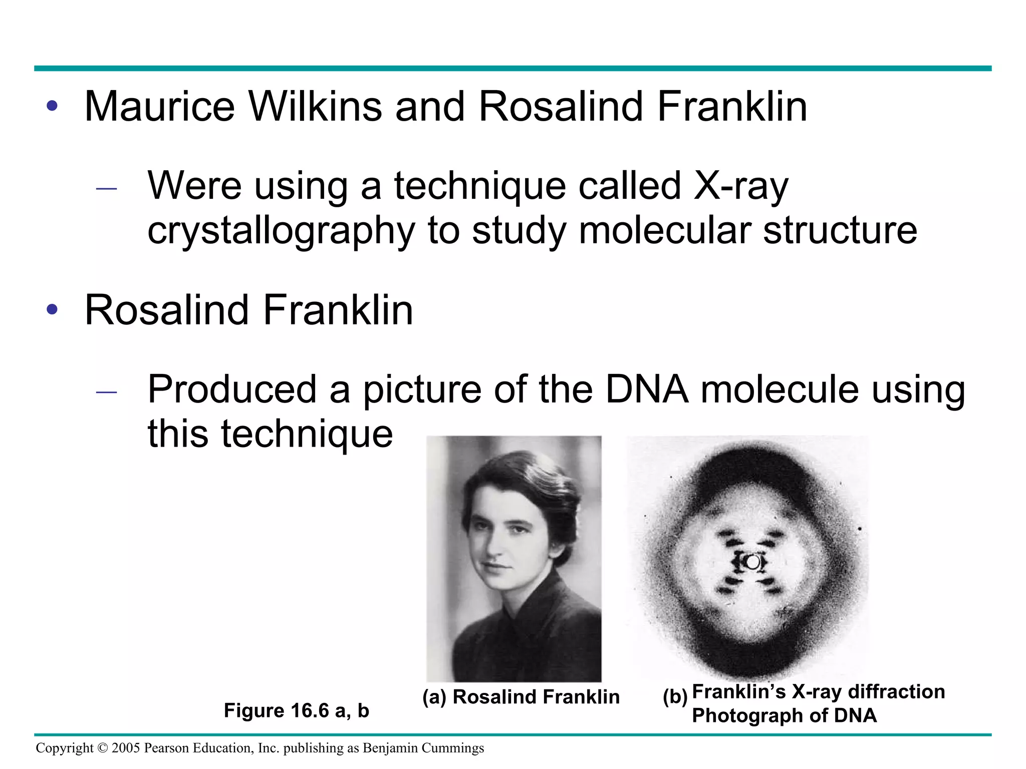 Maurice Wilkins and Rosalind Franklin Were using a technique called X-ray crystallography to study molecular structure Rosalind Franklin Produced a picture of the DNA molecule using this technique (a) Rosalind Franklin Franklin’s X-ray diffraction Photograph of DNA (b) Figure 16.6 a, b 