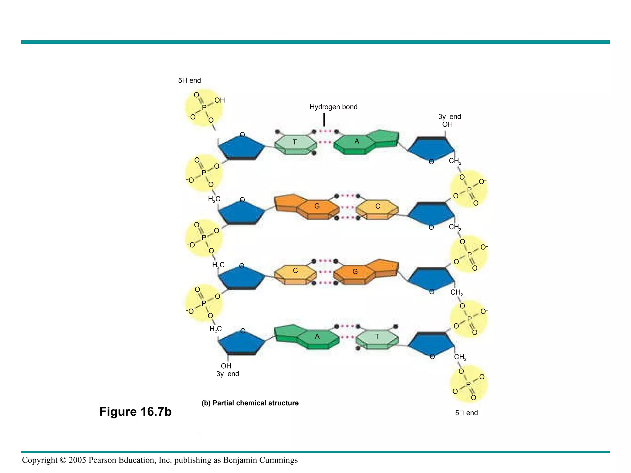 O – O O OH O – O O O H 2 C O – O O O H 2 C O – O O O OH O O O T A C G C A T O O O CH 2 O O – O O CH 2 CH 2 CH 2 5 end Hydrogen bond 3 end 3 end G P P P P O OH O – O O O P P O – O O O P O – O O O P (b) Partial chemical structure H 2 C 5 end Figure 16.7b O 