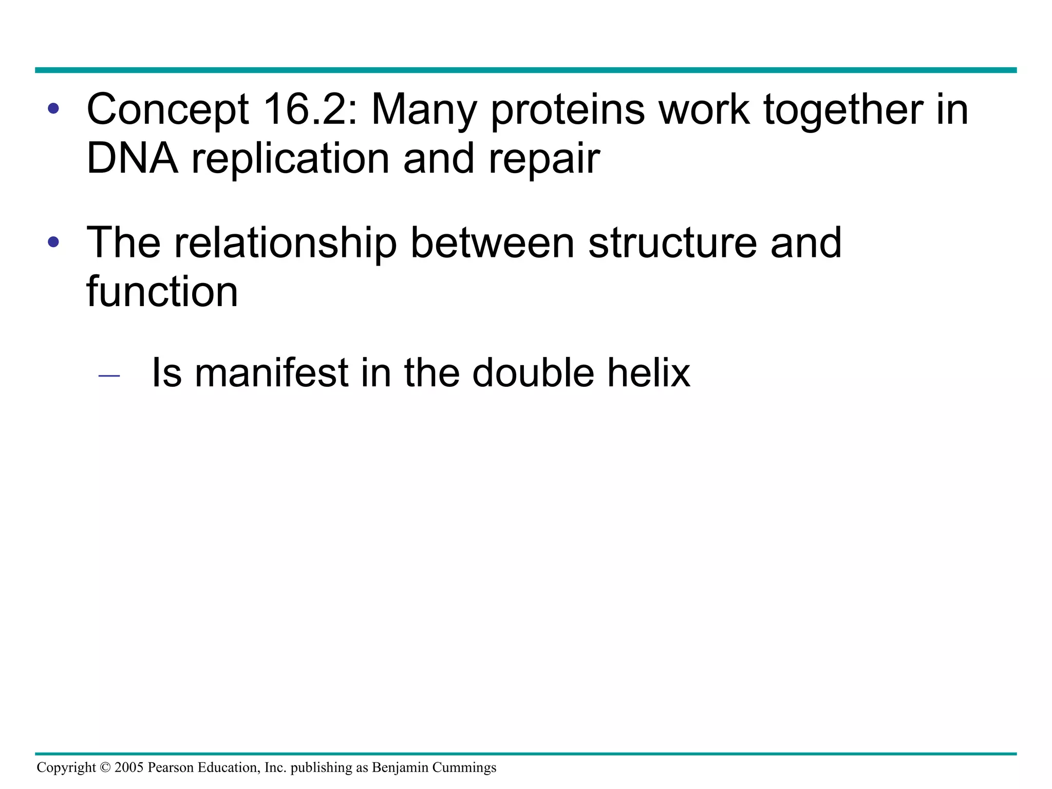 Concept 16.2: Many proteins work together in DNA replication and repair The relationship between structure and function Is manifest in the double helix 