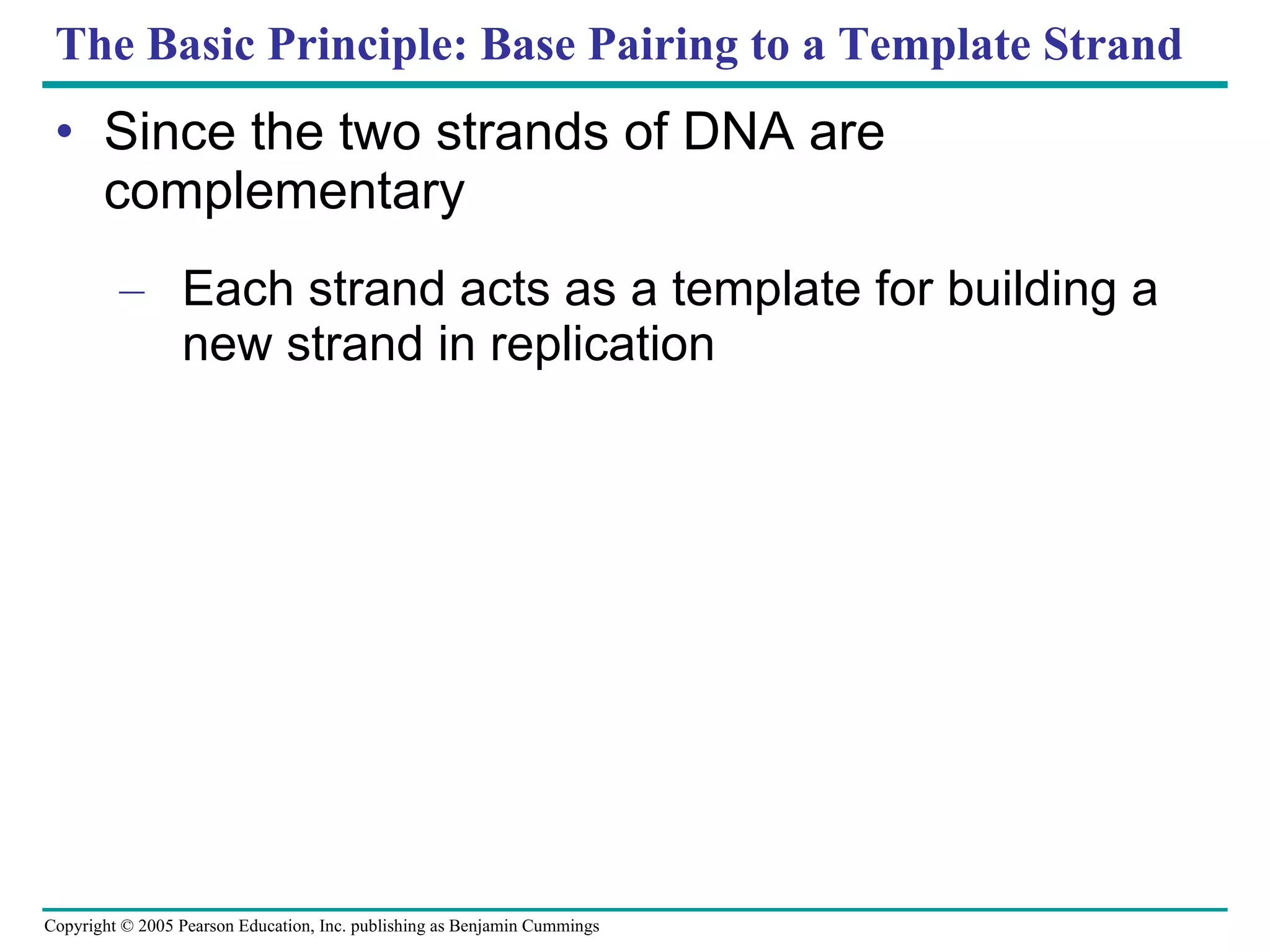 The Basic Principle: Base Pairing to a Template Strand Since the two strands of DNA are complementary Each strand acts as a template for building a new strand in replication 