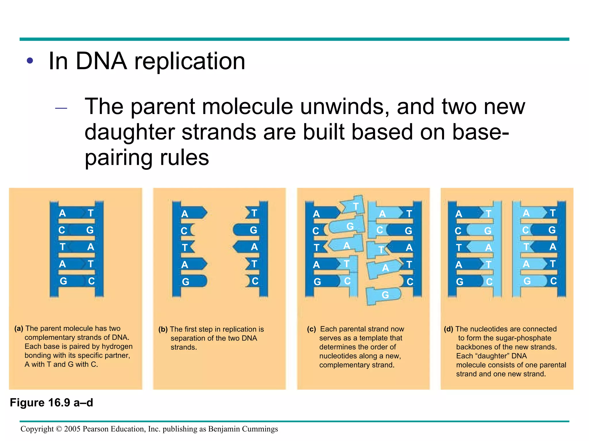 In DNA replication The parent molecule unwinds, and two new daughter strands are built based on base-pairing rules (a)  The parent molecule has two   complementary strands of DNA.   Each base is paired by hydrogen   bonding with its specific partner,   A with T and G with C. (b)  The first step in replication is    separation of the two DNA    strands. (c)  Each parental strand now    serves as a template that    determines the order of    nucleotides along a new,   complementary strand.   (d)  The nucleotides are connected   to form the sugar-phosphate   backbones of the new strands.    Each “daughter” DNA    molecule consists of one parental   strand and one new strand. A C T A G A C T A G A C T A G A C T A G T G A T C T G A T C A C T A G A C T A G T G A T C T G A T C T G A T C T G A T C Figure 16.9 a–d 