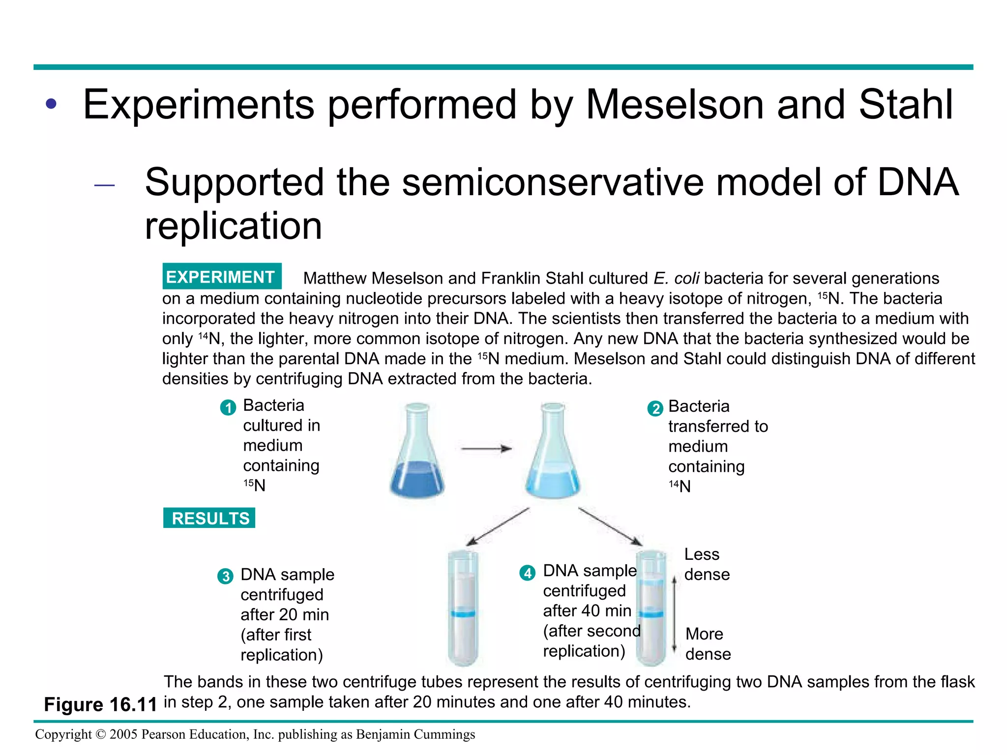 Experiments performed by Meselson and Stahl Supported the semiconservative model of DNA replication Figure 16.11 Matthew Meselson and Franklin Stahl cultured  E. coli  bacteria for several generations  on a medium containing nucleotide precursors labeled with a heavy isotope of nitrogen,  15 N. The bacteria  incorporated the heavy nitrogen into their DNA. The scientists then transferred the bacteria to a medium with  only  14 N, the lighter, more common isotope of nitrogen. Any new DNA that the bacteria synthesized would be  lighter than the parental DNA made in the  15 N medium. Meselson and Stahl could distinguish DNA of different  densities by centrifuging DNA extracted from the bacteria. EXPERIMENT The bands in these two centrifuge tubes represent the results of centrifuging two DNA samples from the flask  in step 2, one sample taken after 20 minutes and one after 40 minutes. RESULTS Bacteria cultured in medium containing 15 N Bacteria transferred to medium containing 14 N 2 1 DNA sample centrifuged after 20 min (after first replication) 3 DNA sample centrifuged after 40 min (after second replication) 4 Less dense More dense 