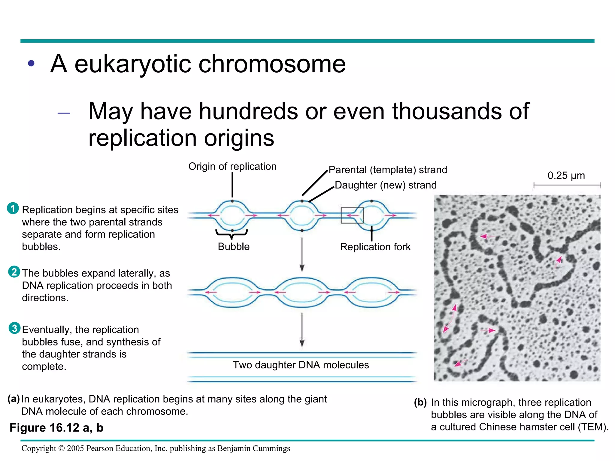 A eukaryotic chromosome May have hundreds or even thousands of replication origins Replication begins at specific sites where the two parental strands separate and form replication bubbles. The bubbles expand laterally, as DNA replication proceeds in both directions. Eventually, the replication bubbles fuse, and synthesis of the daughter strands is complete. 1 2 3 Origin of replication Bubble Parental (template) strand Daughter (new) strand Replication fork Two daughter DNA molecules In eukaryotes, DNA replication begins at many sites along the giant DNA molecule of each chromosome. In this micrograph, three replication bubbles are visible along the DNA of a cultured Chinese hamster cell (TEM). (b) (a) 0.25 µm Figure 16.12 a, b 