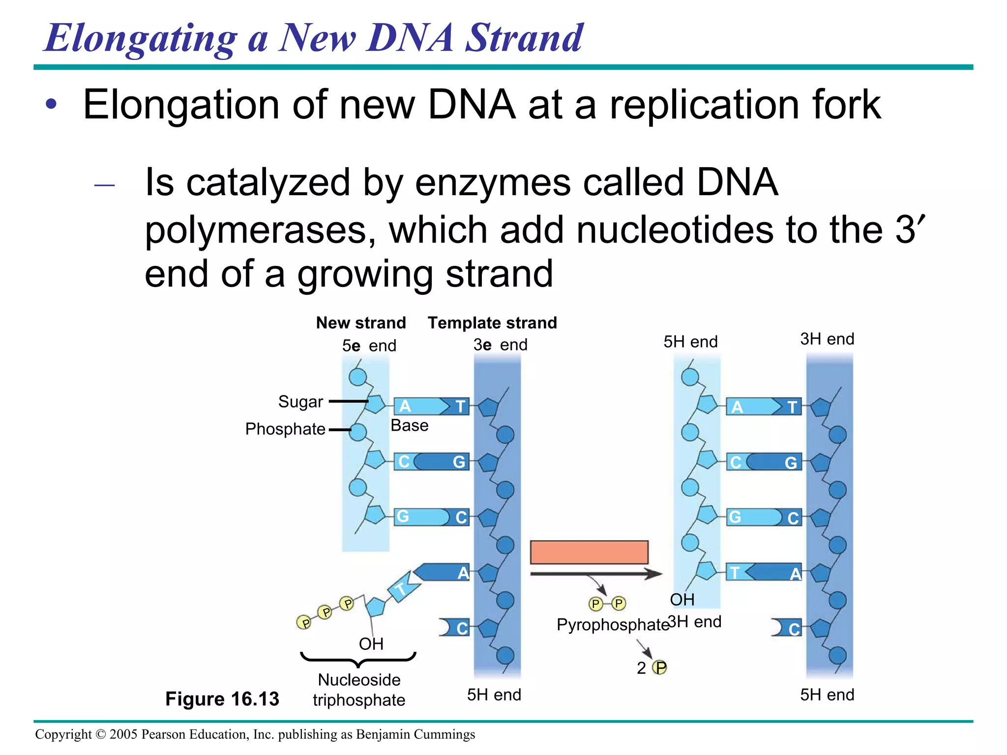 Elongating a New DNA Strand Elongation of new DNA at a replication fork Is catalyzed by enzymes called DNA polymerases, which add nucleotides to the 3   end of a growing strand Nucleoside triphosphate Figure 16.13 New strand Template strand 5 end 3 end Sugar A T Base C G G C A C T P P P OH P P 5 end 3 end 5 end 5 end A T C G G C A C T 3 end Pyrophosphate 2  P OH Phosphate 