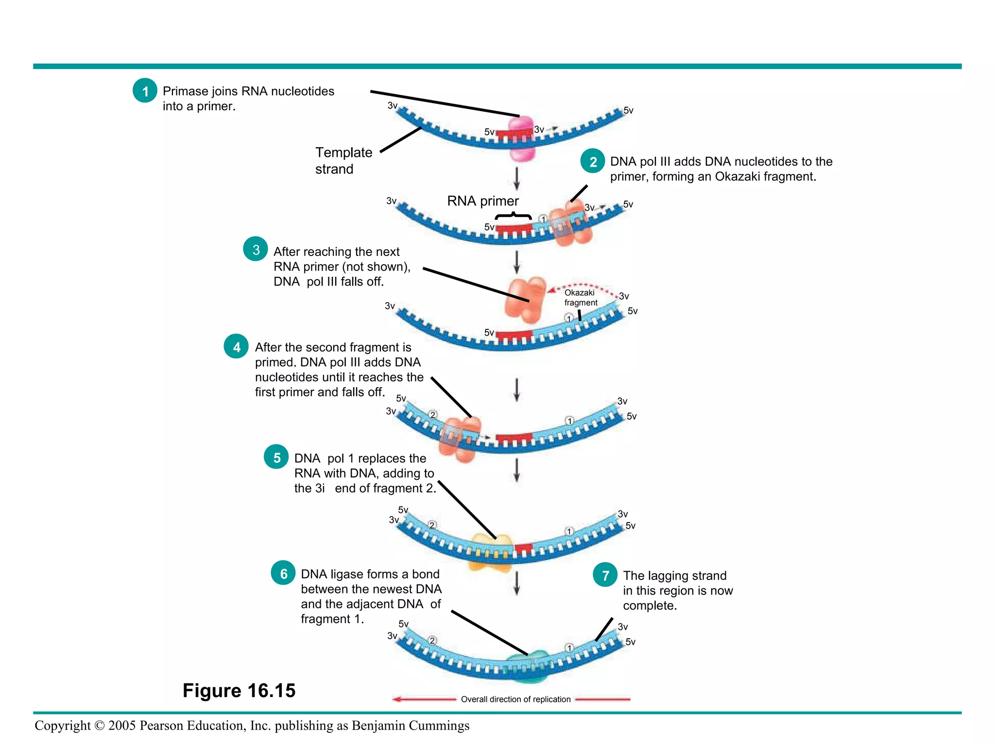Overall direction of replication 3 3 3 3 5 3 5 3 5 3 5 3 5 3 5 3 5 3 5 5 1 1 2 1 1 2 5 5 1 2 3 5 Template strand RNA primer Okazaki fragment Figure 16.15 Primase joins RNA nucleotides  into a primer. 1 DNA pol III adds DNA nucleotides to the  primer, forming an Okazaki fragment. 2 After reaching the next  RNA primer (not shown),  DNA  pol III falls off. 3 After the second fragment is  primed. DNA pol III adds DNA nucleotides until it reaches the  first primer and falls off. 4 DNA  pol 1 replaces the  RNA with DNA, adding to  the 3 end of fragment 2. 5 DNA ligase forms a bond  between the newest DNA and the adjacent DNA  of  fragment 1. 6 The lagging strand  in this region is now complete. 7 