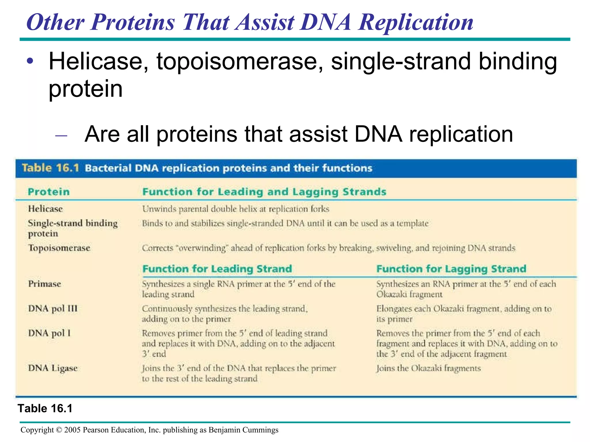 Other Proteins That Assist DNA Replication Helicase, topoisomerase, single-strand binding protein Are all proteins that assist DNA replication Table 16.1 