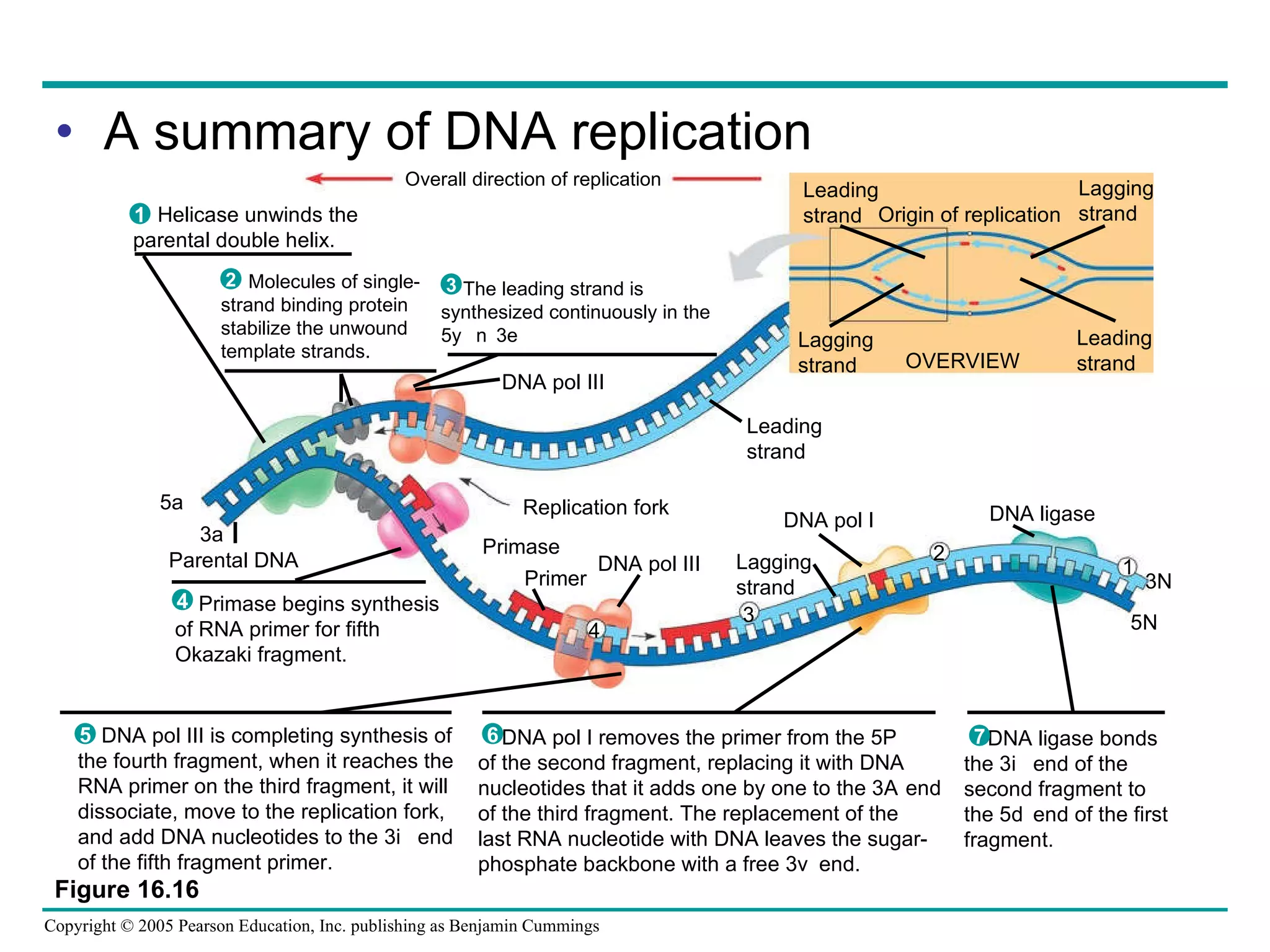 A summary of DNA replication Figure 16.16 Overall direction of replication Leading strand Lagging strand Lagging strand Leading strand OVERVIEW Leading strand Replication fork DNA pol III Primase Primer DNA pol III Lagging strand DNA pol I Parental DNA 5 3 4 3 2 Origin of replication DNA ligase 1 5 3 Helicase unwinds the parental double helix. 1 Molecules of single- strand binding protein stabilize the unwound template strands. 2 The leading strand is synthesized continuously in the 5 3 direction by DNA pol III. 3 Primase begins synthesis of RNA primer for fifth Okazaki fragment. 4 DNA pol III is completing synthesis of the fourth fragment, when it reaches the RNA primer on the third fragment, it will dissociate, move to the replication fork, and add DNA nucleotides to the 3 end of the fifth fragment primer. 5 DNA pol I removes the primer from the 5 end of the second fragment, replacing it with DNA nucleotides that it adds one by one to the 3 end of the third fragment. The replacement of the last RNA nucleotide with DNA leaves the sugar- phosphate backbone with a free 3 end. 6 DNA ligase bonds the 3 end of the second fragment to the 5 end of the first fragment. 7 