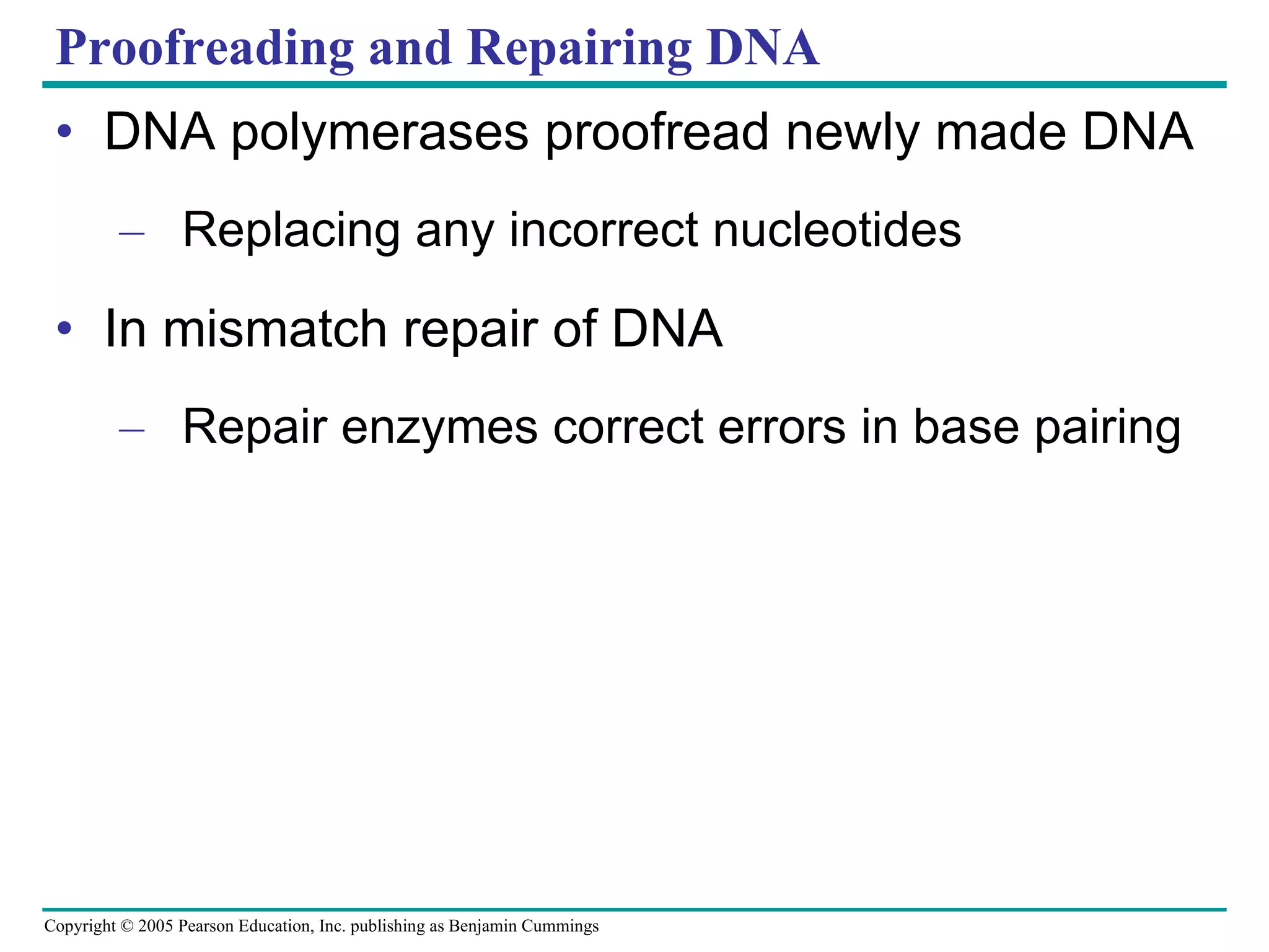 Proofreading and Repairing DNA DNA polymerases proofread newly made DNA Replacing any incorrect nucleotides In mismatch repair of DNA Repair enzymes correct errors in base pairing 