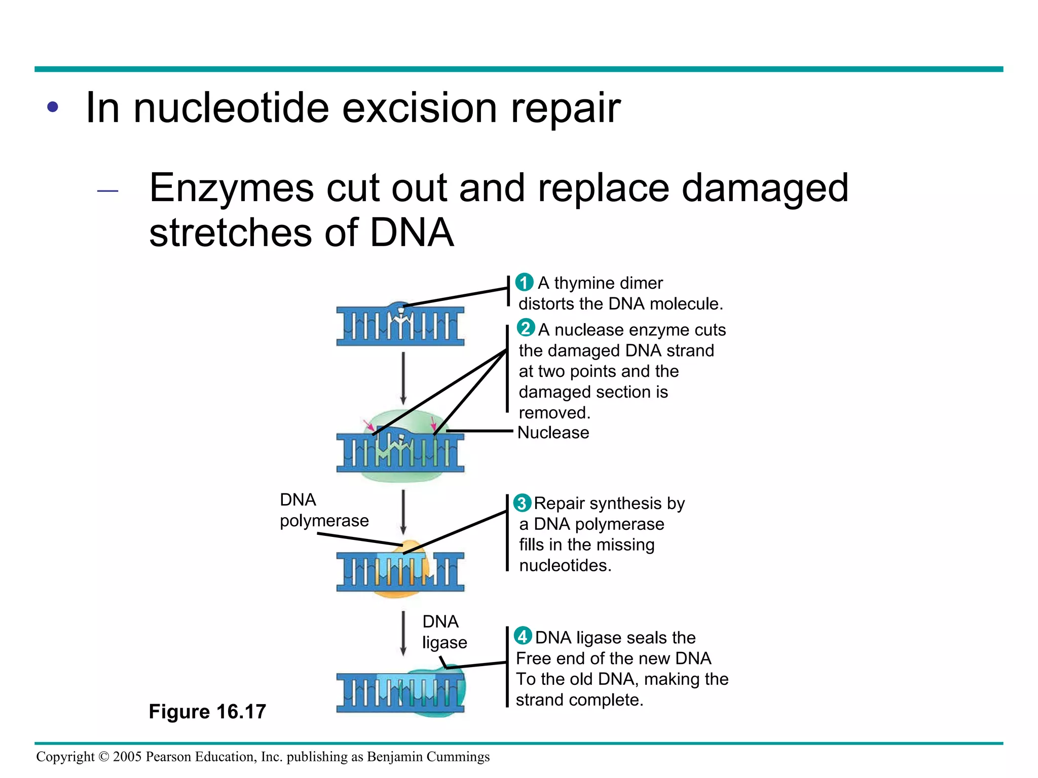 In nucleotide excision repair Enzymes cut out and replace damaged stretches of DNA Figure 16.17 Nuclease DNA polymerase DNA ligase A nuclease enzyme cuts the damaged DNA strand at two points and the damaged section is removed. Repair synthesis by a DNA polymerase fills in the missing nucleotides. 3 DNA ligase seals the Free end of the new DNA To the old DNA, making the strand complete. A thymine dimer distorts the DNA molecule. 1 2 4 