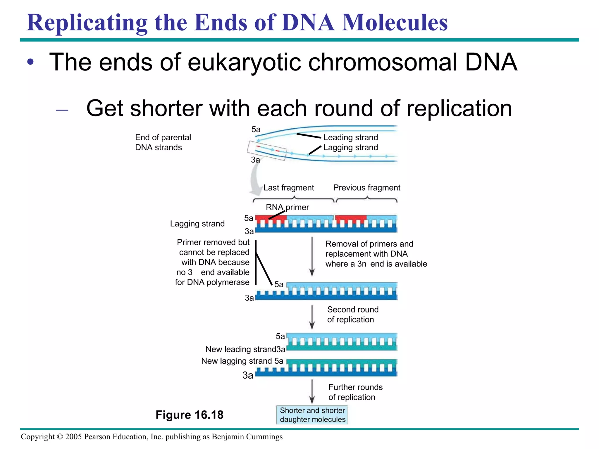 Replicating the Ends of DNA Molecules The ends of eukaryotic chromosomal DNA Get shorter with each round of replication Figure 16.18 End of parental DNA strands Leading strand Lagging strand Last fragment Previous fragment RNA primer Lagging strand Removal of primers and replacement with DNA where a 3 end is available Primer removed but cannot be replaced with DNA because no 3 end available for DNA polymerase Second round of replication New leading strand New lagging strand 5 Further rounds of replication Shorter and shorter daughter molecules 5 3 5 3 5 3 5 3 3 