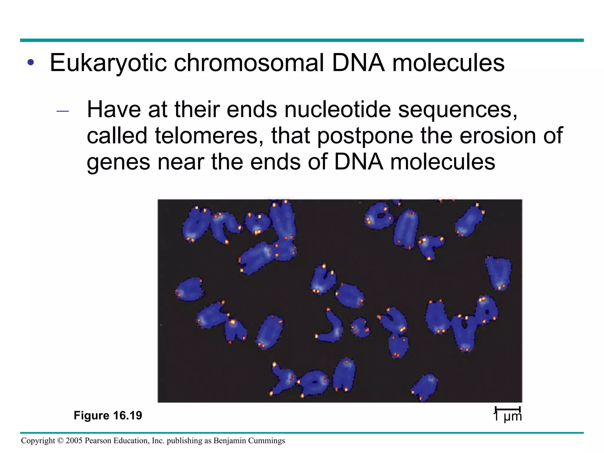 Eukaryotic chromosomal DNA molecules Have at their ends nucleotide sequences, called telomeres, that postpone the erosion of genes near the ends of DNA molecules Figure 16.19 1 µm 