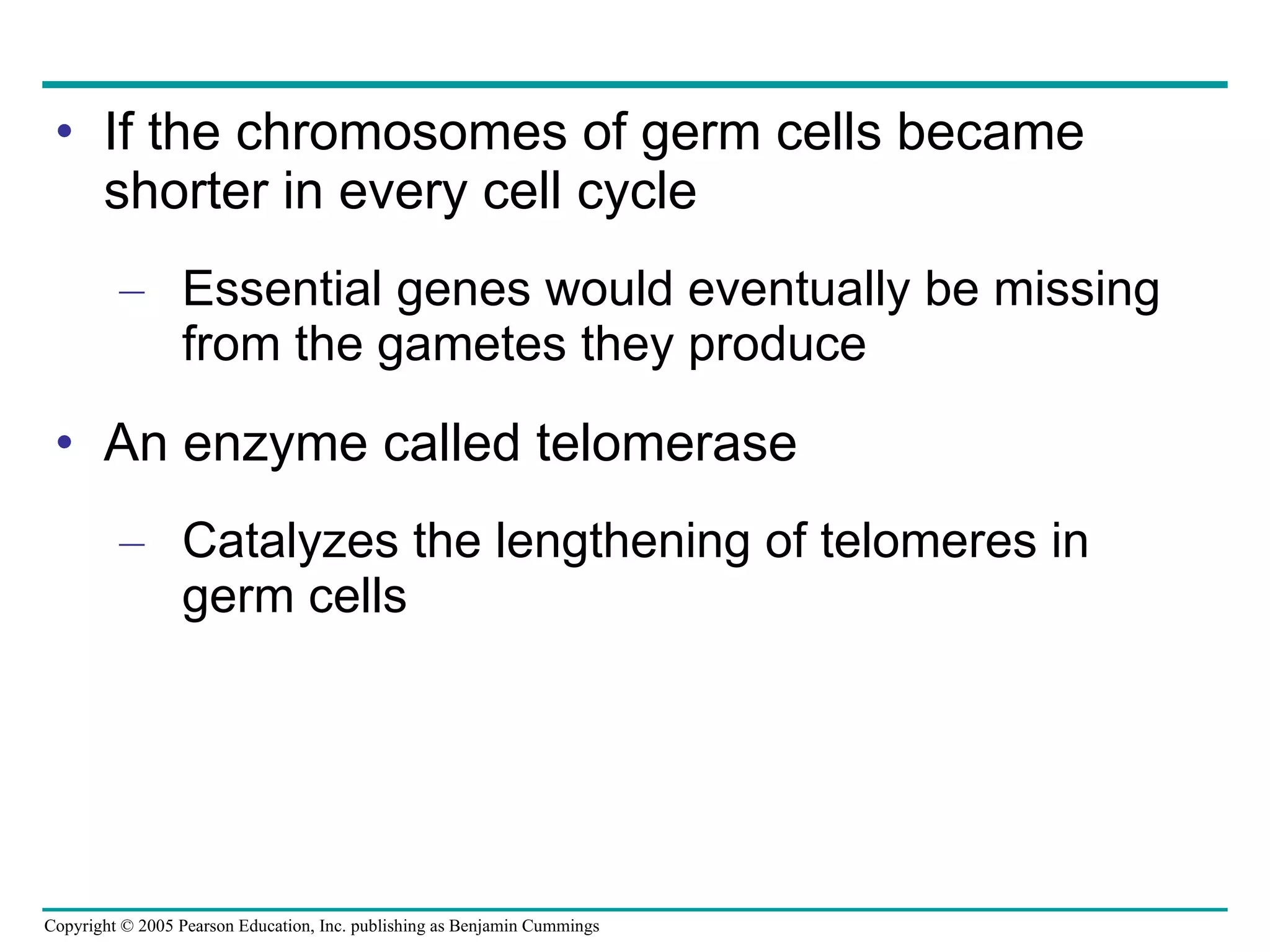 If the chromosomes of germ cells became shorter in every cell cycle Essential genes would eventually be missing from the gametes they produce An enzyme called telomerase Catalyzes the lengthening of telomeres in germ cells 