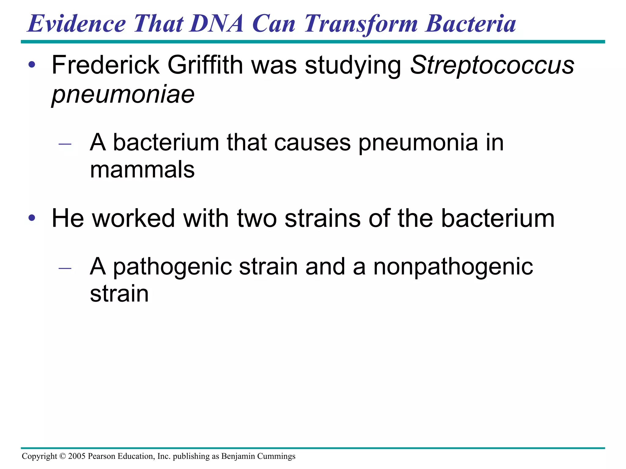 Evidence That DNA Can Transform Bacteria Frederick Griffith was studying  Streptococcus pneumoniae A bacterium that causes pneumonia in mammals He worked with two strains of the bacterium A pathogenic strain and a nonpathogenic strain 