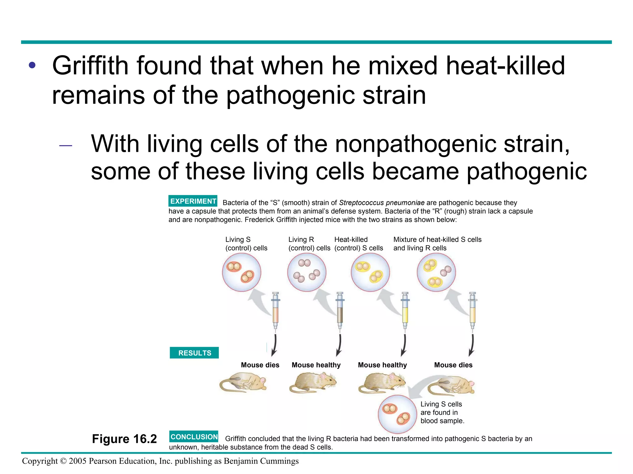 Griffith found that when he mixed heat-killed remains of the pathogenic strain With living cells of the nonpathogenic strain, some of these living cells became pathogenic Bacteria of the “S” (smooth) strain of  Streptococcus pneumoniae  are pathogenic because they  have a capsule that protects them from an animal’s defense system. Bacteria of the “R” (rough) strain lack a capsule  and are nonpathogenic. Frederick Griffith injected mice with the two strains as shown below: Griffith concluded that the living R bacteria had been transformed into pathogenic S bacteria by an unknown, heritable substance from the dead S cells. EXPERIMENT RESULTS CONCLUSION Living S (control) cells Living R (control) cells Heat-killed (control) S cells Mixture of heat-killed S cells and living R cells Mouse dies Mouse healthy Mouse healthy Mouse dies Living S cells are found in blood sample. Figure 16.2 