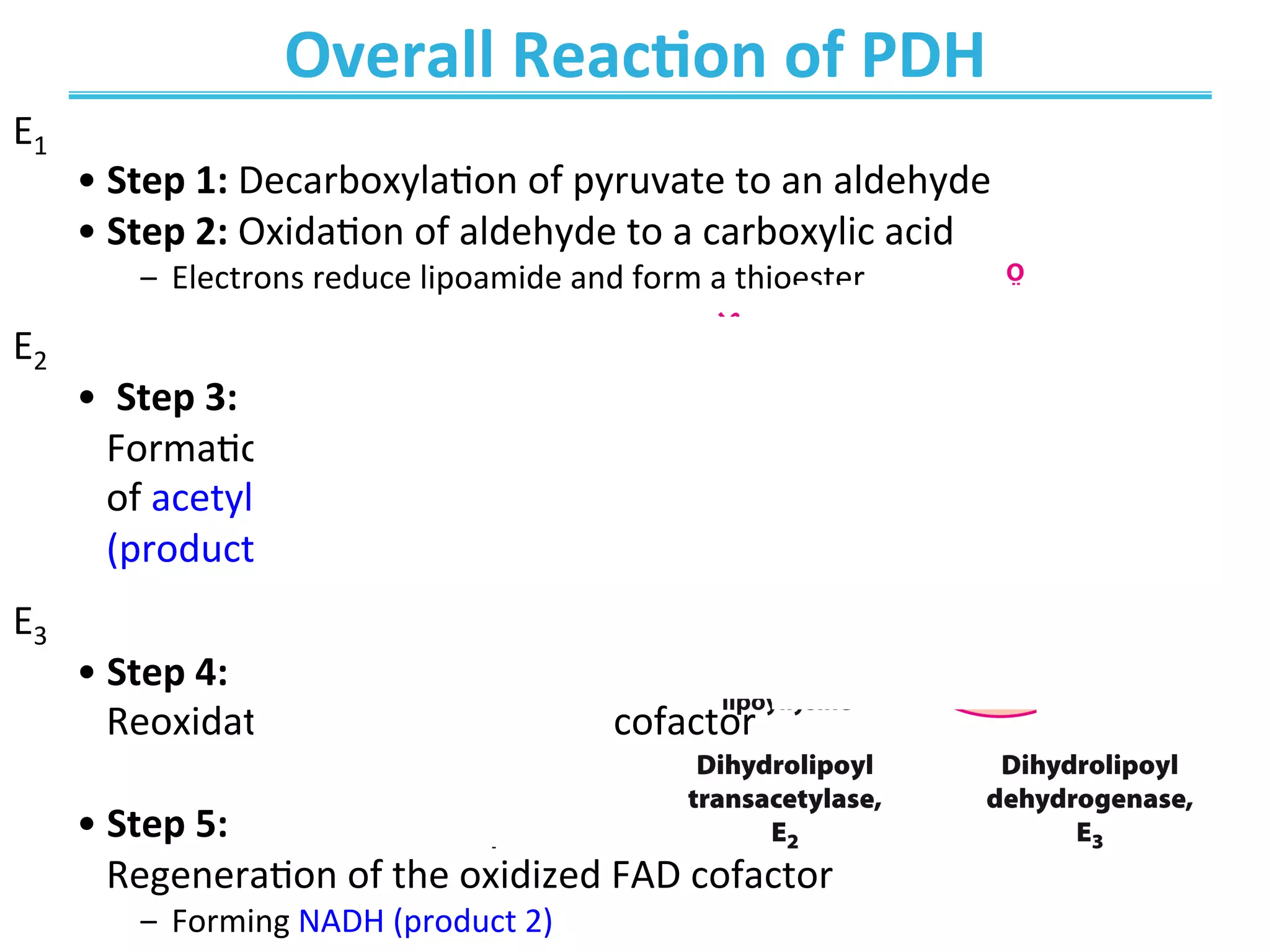Overall	
  Reac>on	
  of	
  PDH	
  
E1	
  	
  
• Step	
  1:	
  DecarboxylaEon	
  of	
  pyruvate	
  to	
  an	
  aldehyde	
  	
  
• Step	
  2:	
  OxidaEon	
  of	
  aldehyde	
  to	
  a	
  carboxylic	
  acid	
  
‒  Electrons	
  reduce	
  lipoamide	
  and	
  form	
  a	
  thioester	
  
E2	
  
• 	
  Step	
  3:	
  	
  
FormaEon	
  	
  
of	
  acetyl-­‐CoA	
  	
  
(product	
  1)	
  
E3	
  	
  
• Step	
  4:	
  	
  
ReoxidaEon	
  of	
  the	
  lipoamide	
  cofactor	
  
• Step	
  5:	
  	
  
RegeneraEon	
  of	
  the	
  oxidized	
  FAD	
  cofactor	
  
‒  Forming	
  NADH	
  (product	
  2)	
  
 