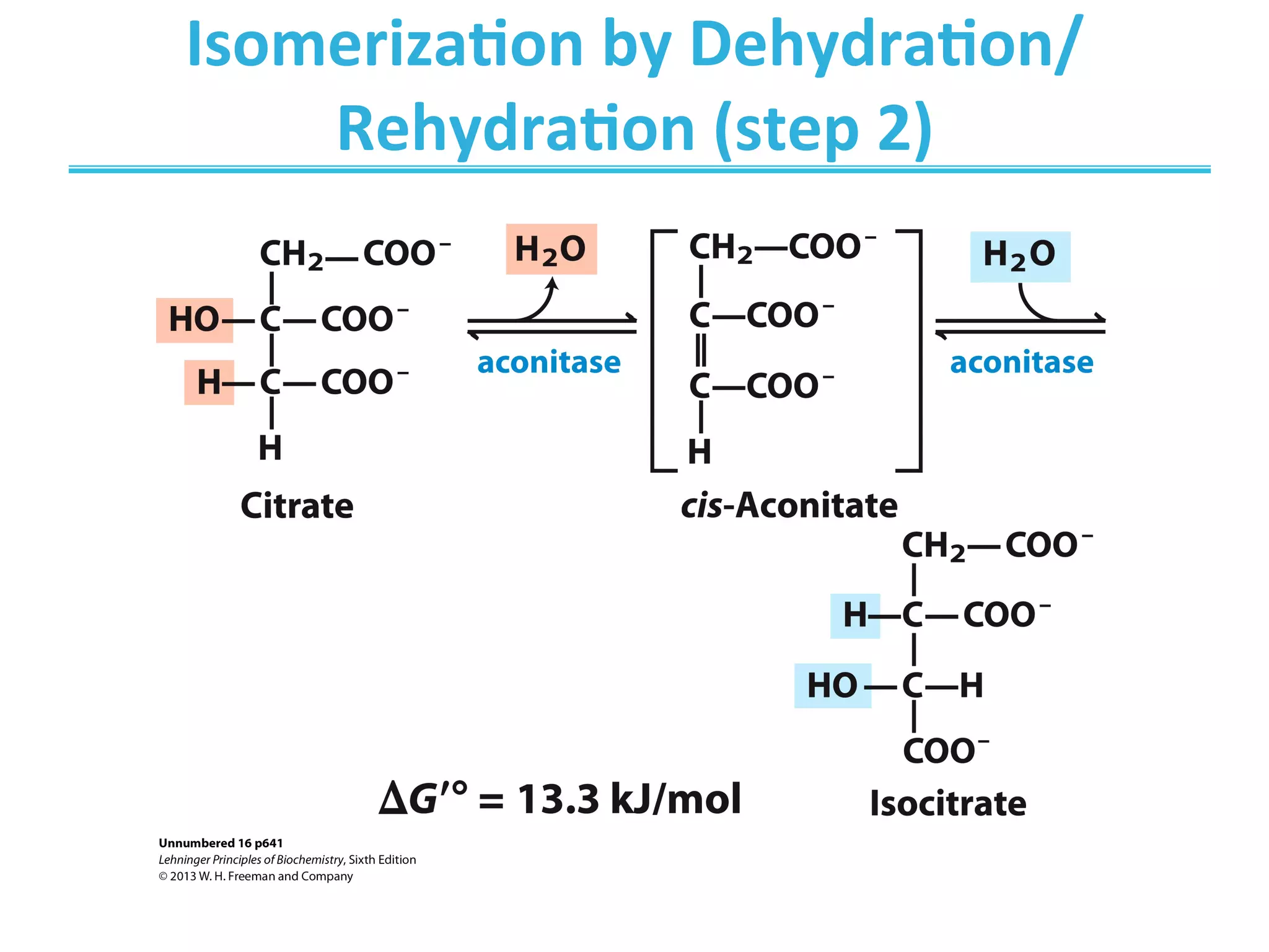 Isomeriza>on	
  by	
  Dehydra>on/
Rehydra>on	
  (step	
  2)	
  
 