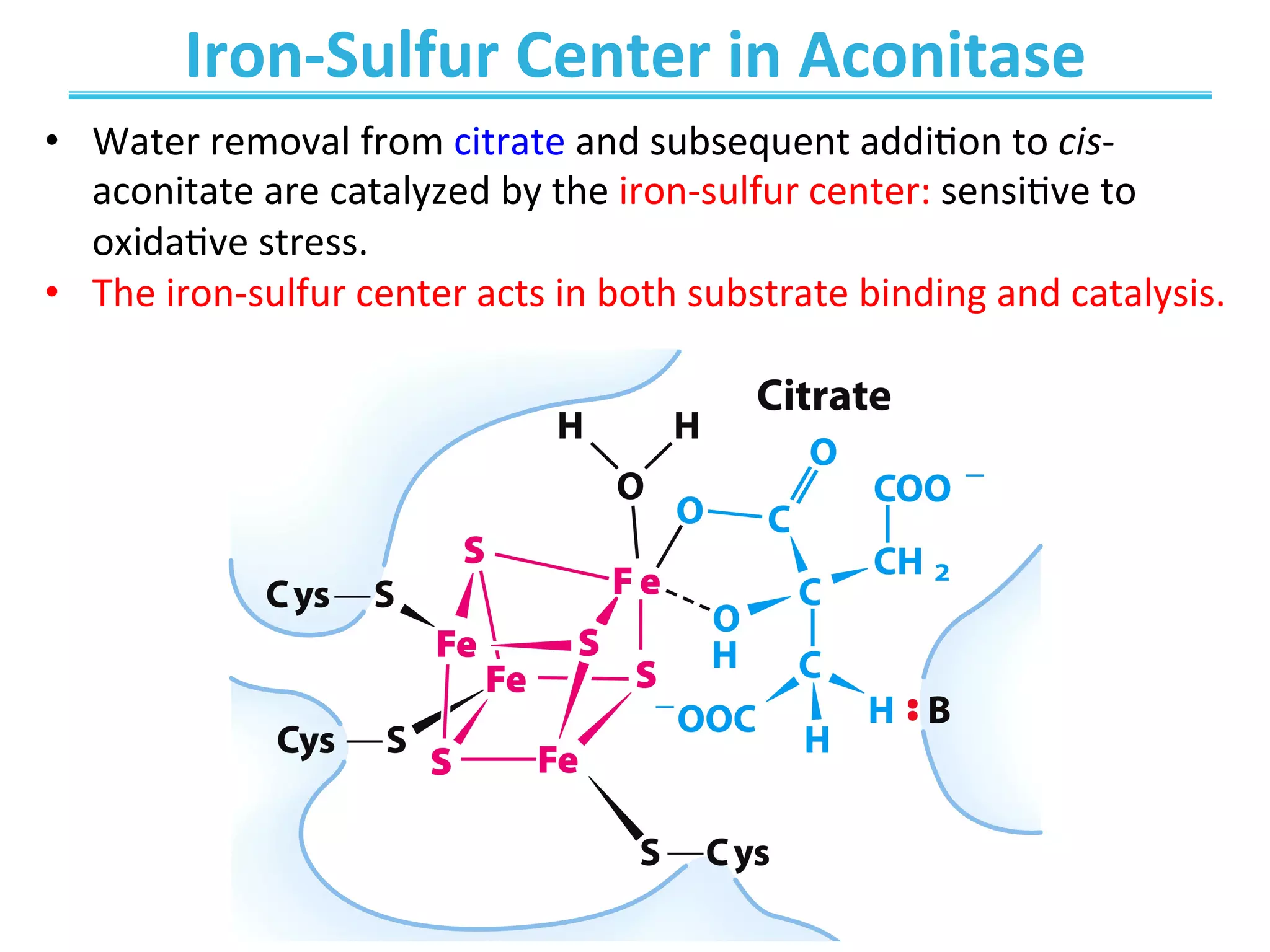 Iron-­‐Sulfur	
  Center	
  in	
  Aconitase	
  
•  Water	
  removal	
  from	
  citrate	
  and	
  subsequent	
  addiEon	
  to	
  cis-­‐
aconitate	
  are	
  catalyzed	
  by	
  the	
  iron-­‐sulfur	
  center:	
  sensiEve	
  to	
  
oxidaEve	
  stress.	
  
•  The	
  iron-­‐sulfur	
  center	
  acts	
  in	
  both	
  substrate	
  binding	
  and	
  catalysis.	
  	
  	
  
 