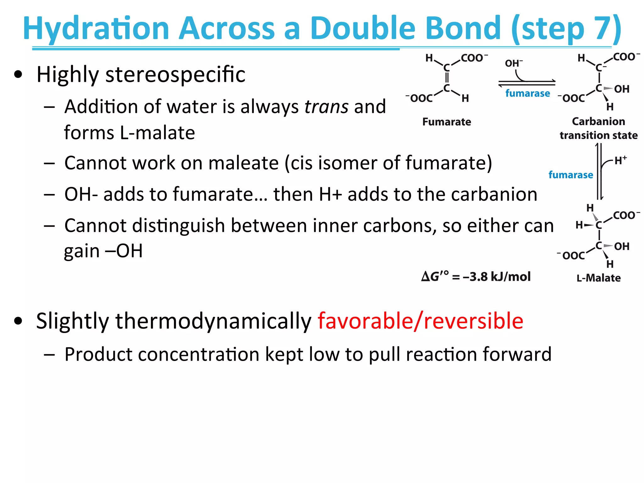 Hydra>on	
  Across	
  a	
  Double	
  Bond	
  (step	
  7)	
  
•  Highly	
  stereospeciﬁc	
  
–  AddiEon	
  of	
  water	
  is	
  always	
  trans	
  and	
  	
  
forms	
  L-­‐malate	
  
–  Cannot	
  work	
  on	
  maleate	
  (cis	
  isomer	
  of	
  fumarate)	
  
–  OH-­‐	
  adds	
  to	
  fumarate…	
  then	
  H+	
  adds	
  to	
  the	
  carbanion	
  
–  Cannot	
  disEnguish	
  between	
  inner	
  carbons,	
  so	
  either	
  can	
  
gain	
  –OH	
  
•  Slightly	
  thermodynamically	
  favorable/reversible	
  
–  Product	
  concentraEon	
  kept	
  low	
  to	
  pull	
  reacEon	
  forward	
  
 