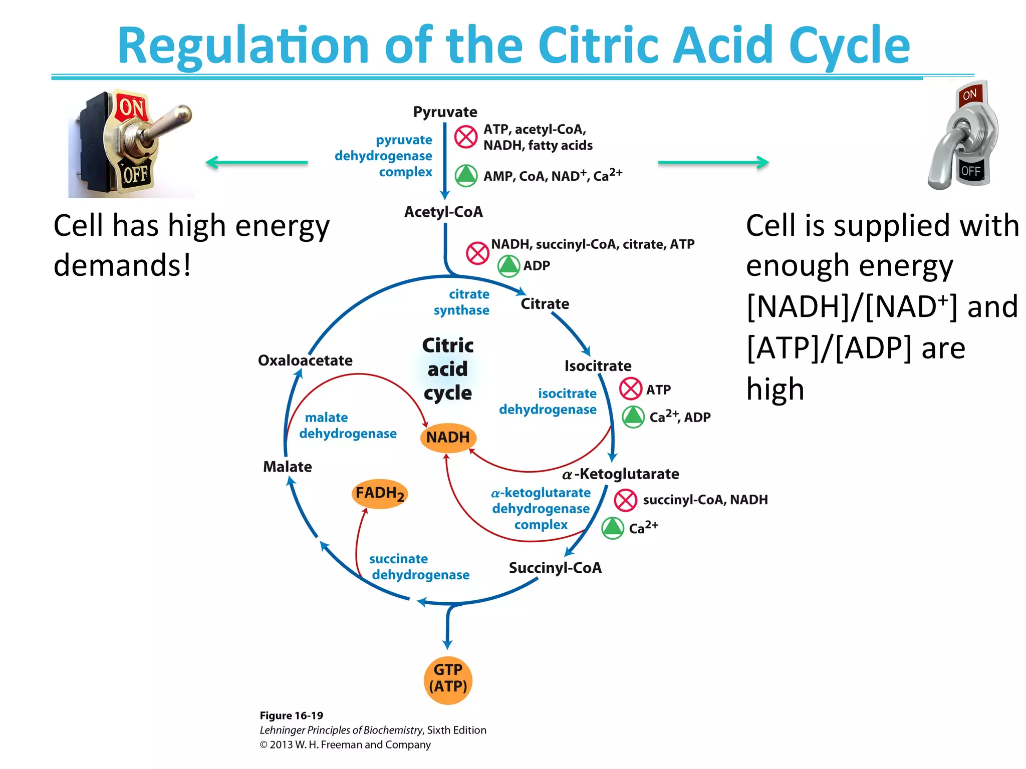 Regula>on	
  of	
  the	
  Citric	
  Acid	
  Cycle	
  
Cell	
  has	
  high	
  energy	
  
demands!	
  
Cell	
  is	
  supplied	
  with	
  
enough	
  energy	
  
[NADH]/[NAD+]	
  and	
  
[ATP]/[ADP]	
  are	
  
high	
  
 