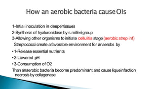 1-Intial inoculation in deepertissues
2-Synthesis of hyaluronidase by s.millerigroup
3-Allowing other organisms toinitiate cellulitis stage(aerobic strep inf)
Streptococci create afavorable environment for anaerobs by
•1-Release essentialnutrients
•2-Lowered pH
•3-Consumption of O2
Thananaerobic bacteria become predominant and causeliqueinfaction
necrosis by collagenase
 