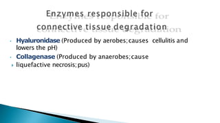 • Hyaluronidase (Produced by aerobes;causes cellulitis and
lowers the pH)
• Collagenase (Produced by anaerobes;cause
 liquefactive necrosis;pus)
 