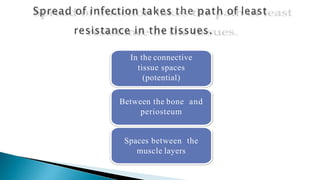 In the connective
tissue spaces
(potential)
Between the bone and
periosteum
Spaces between the
muscle layers
 
