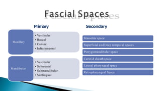 Primary Secondary
• Vestibular
• Buccal
• Canine
• Infratemporal
Maxillary
• Vestibular
• Submental
• Submandibular
• Sublingual
Mandibular
Massetric space
Superficial and Deep temporal spaces
Pterygomandibular space
Carotid sheath space
Lateral pharyngeal space
Retropharyngeal Space
 